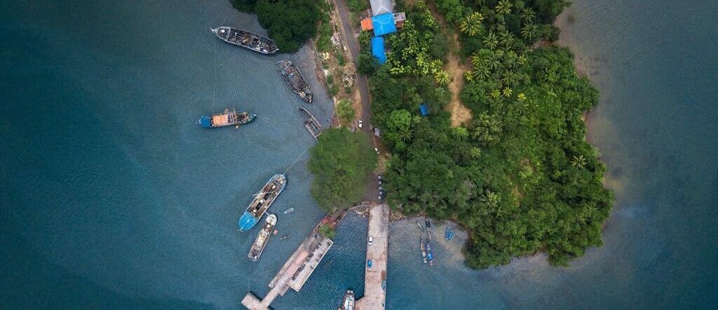 Aerial View of Green Trees Beside the Ocean