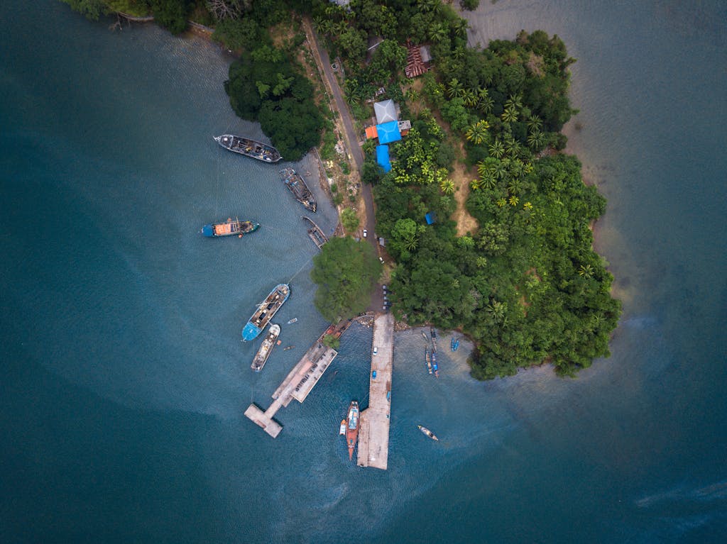 Aerial View of Green Trees Beside the Ocean